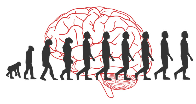 brain-evolution-walking-upright